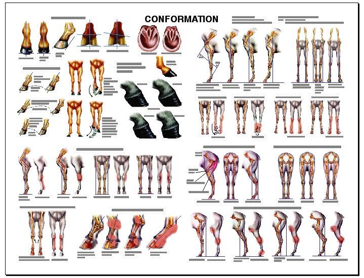 Equine Chart